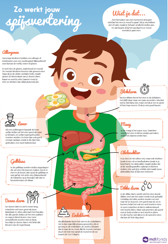 Zo Werkt Jouw Spijsvertering (1)